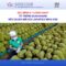 Sầu riêng và “luồng xanh”: Chuẩn mới của logistics nông sản Việt Nam